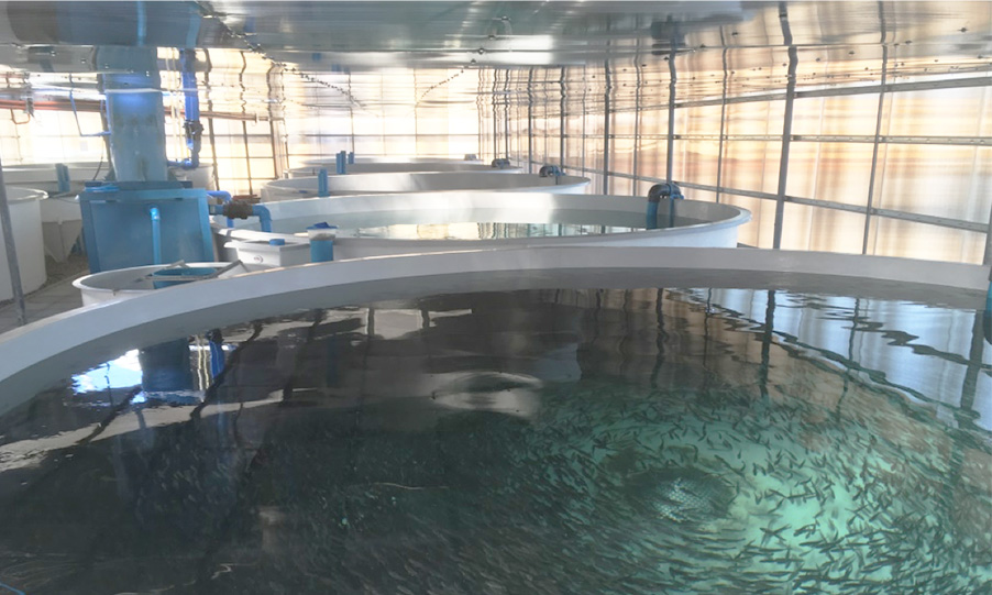 El renovado impulso a la Acuicultura de Pequeña Escala