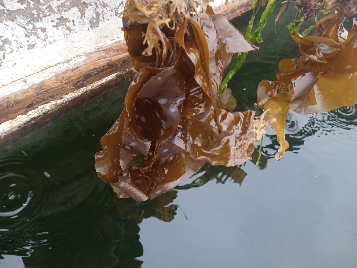 Las oportunidades que ofrecen los ecosistemas marinos en la captura de carbono