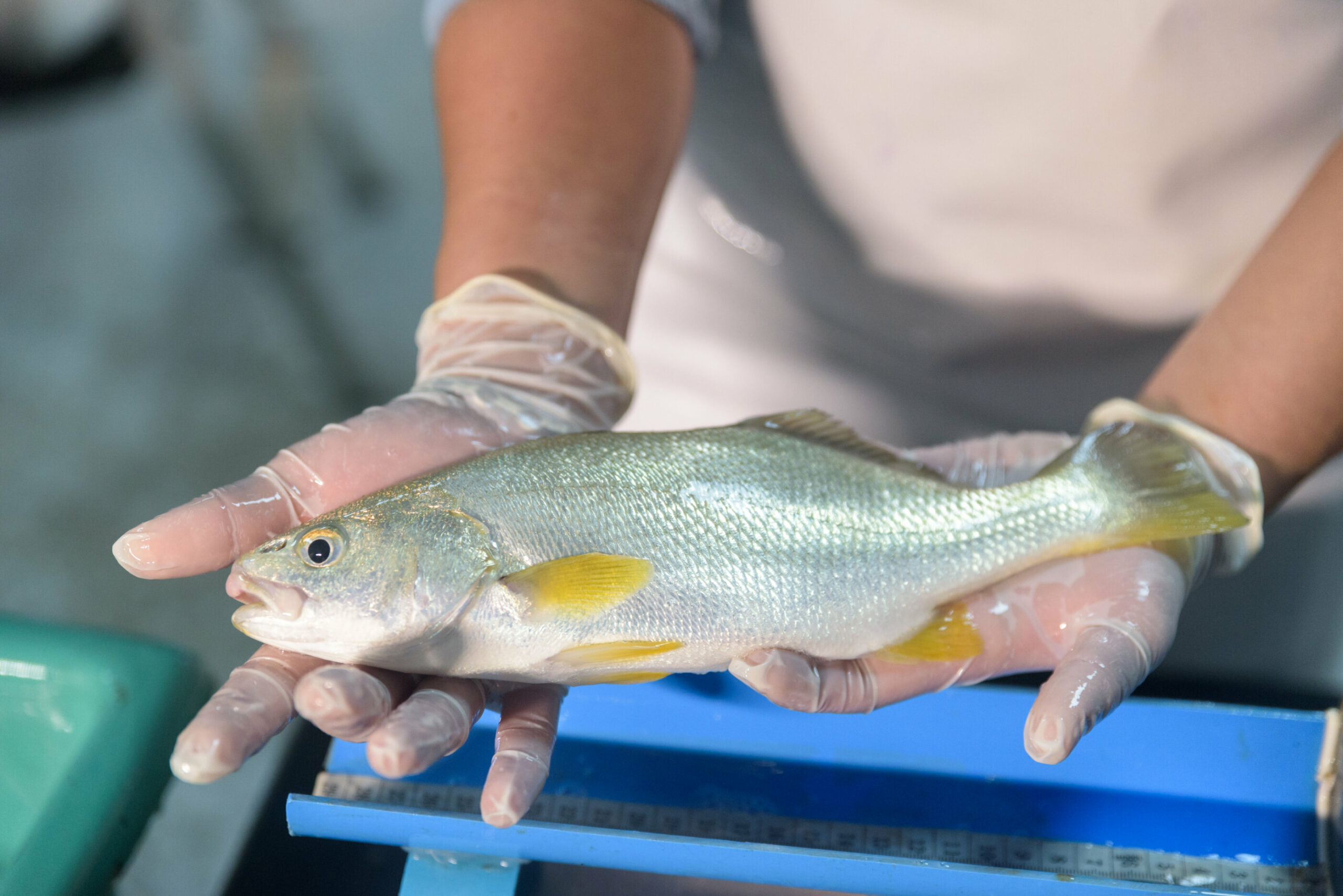 Acuicultura de siembra para una pesca sostenible