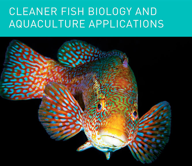 Fundación Chile comprobó el potencial del robalo como biocontrolador del piojo de mar