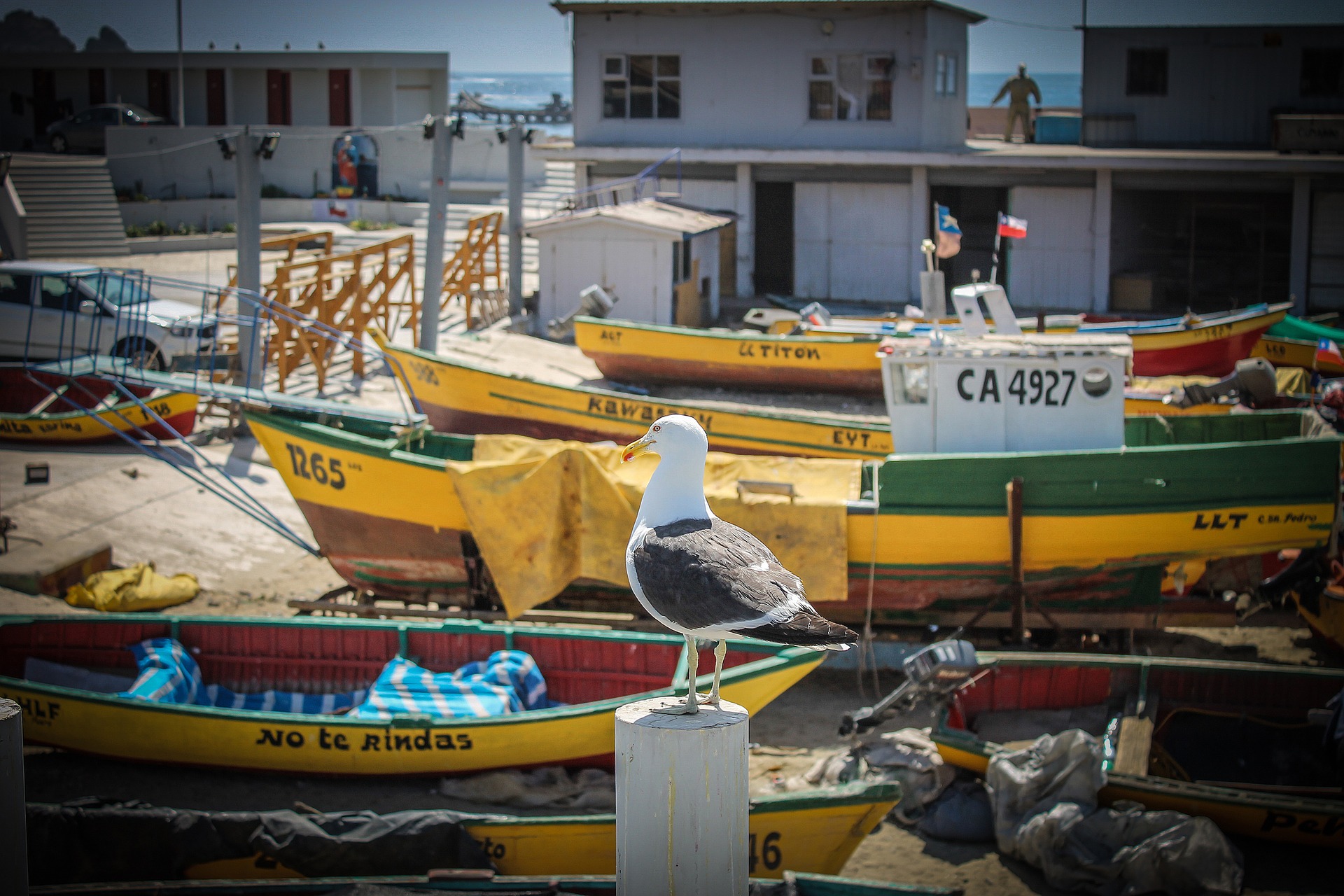 ¡Lanzamos programa para impulsar la pesca artesanal sustentable y asegurar la salud de los océanos!