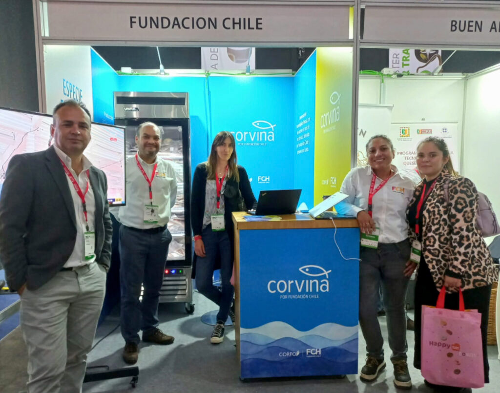 La corvina nativa de cultivo inicia su comercialización