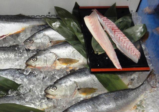 Corvina impulsa acuicultura en el norte