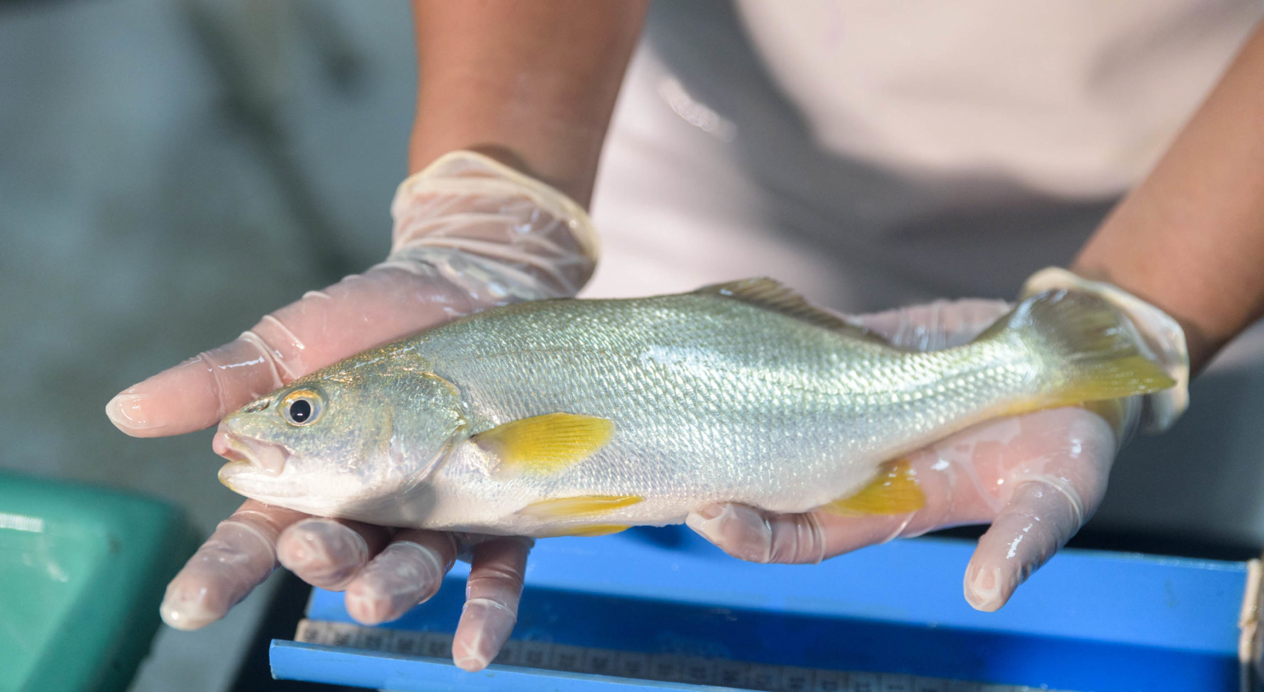 El largo viaje de la corvina nativa a la acuicultura sustentable