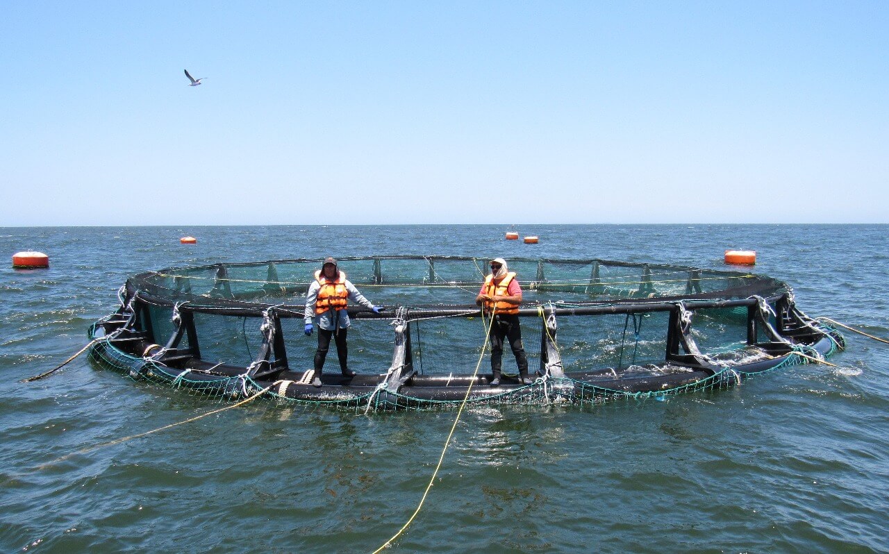 Corvina de cultivo: desafío para un mundo post pandemia