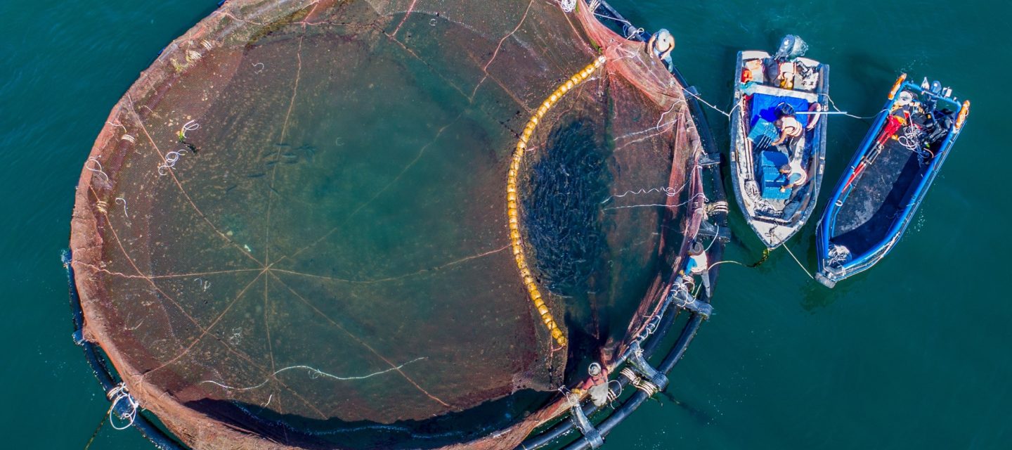 Después de 15 meses en balsa jaula, se cosechan las primeras 600 corvinas en Iquique. Descubre más aquí