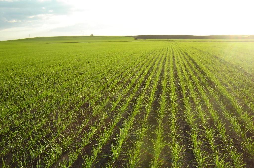 Metodología agrícola Cropcheck cumple 10 años en Chile