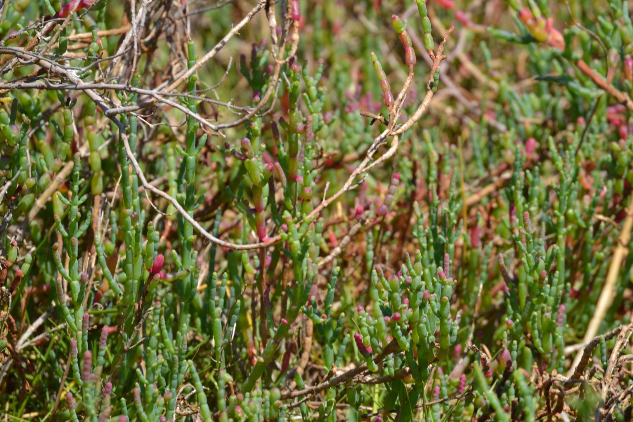 Análisis del cambio en el uso del suelo deja en evidencia importante pérdida de bosque nativo en dos cuencas de la zona central de Chile
