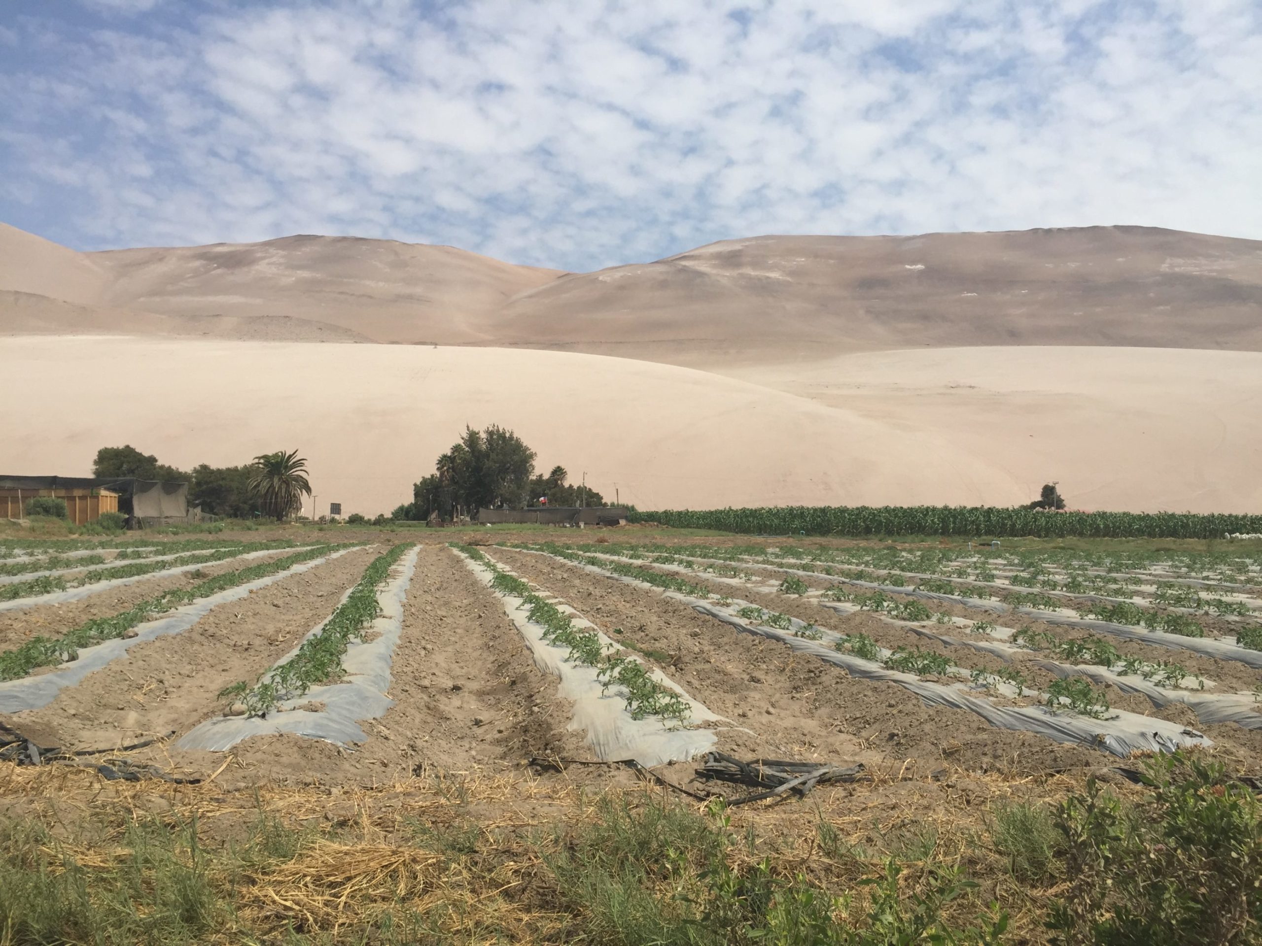 En Lluta desalinizarán agua de río para riego de hortalizas y frutas