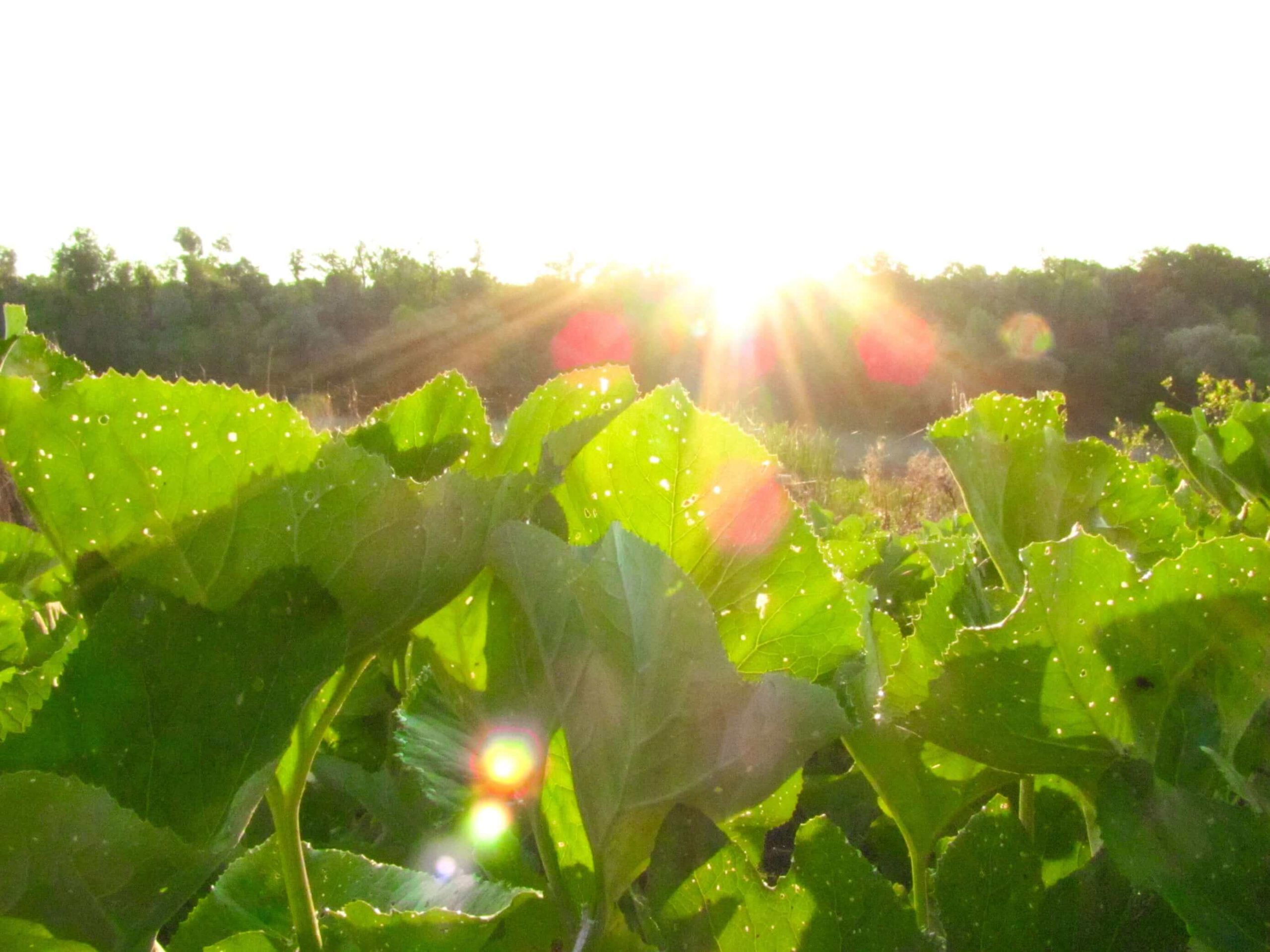 Where to Start to Rebuild a Sustainable Recovery