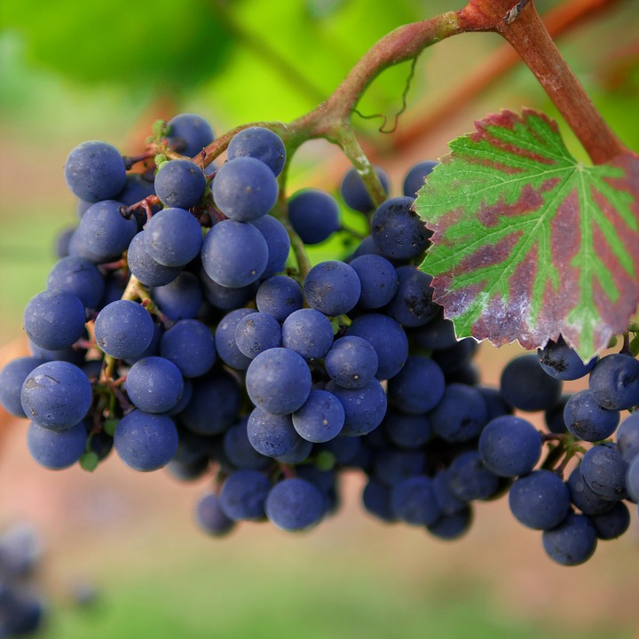 Chilenos crean tecnología para optimizar la producción de vino