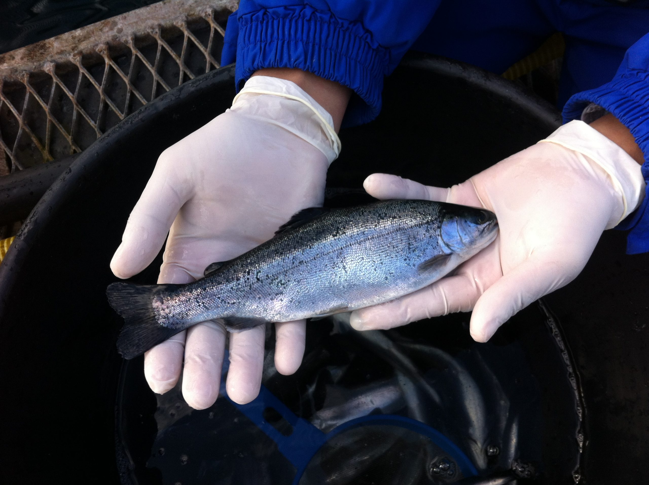 Nuevo concentrado de aceite de oliva con beneficios para el salmón