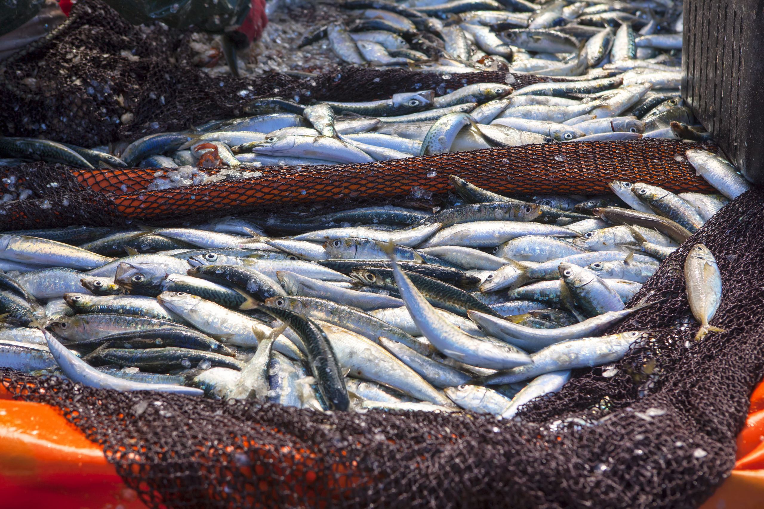 Plan de acción para reducir pérdidas y desperdicios de alimentos provenientes de la pesca artesanal en caletas de Chile