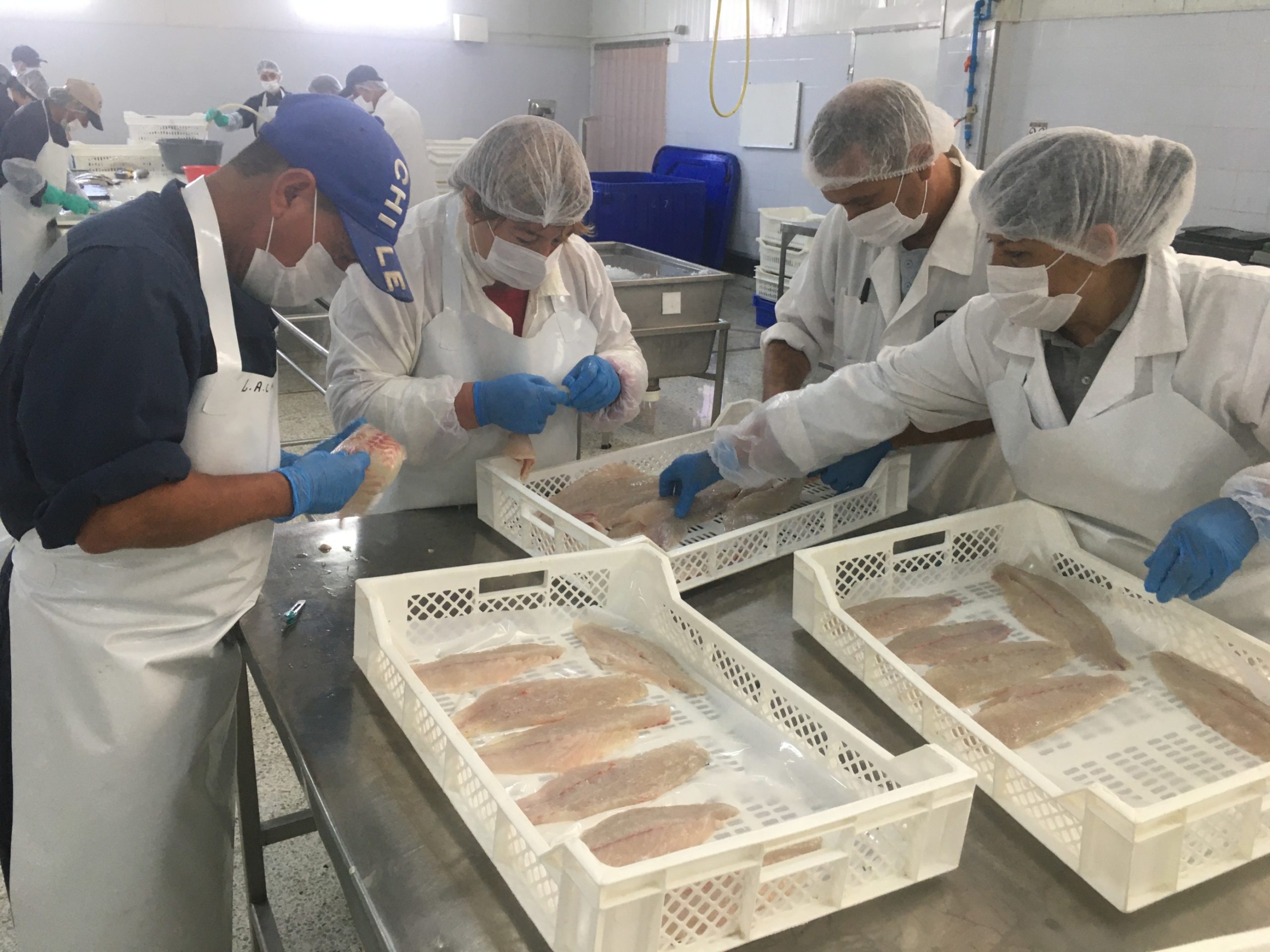 La especie corvina se proyecta como una alternativa de industria acuícola para la macrozona norte