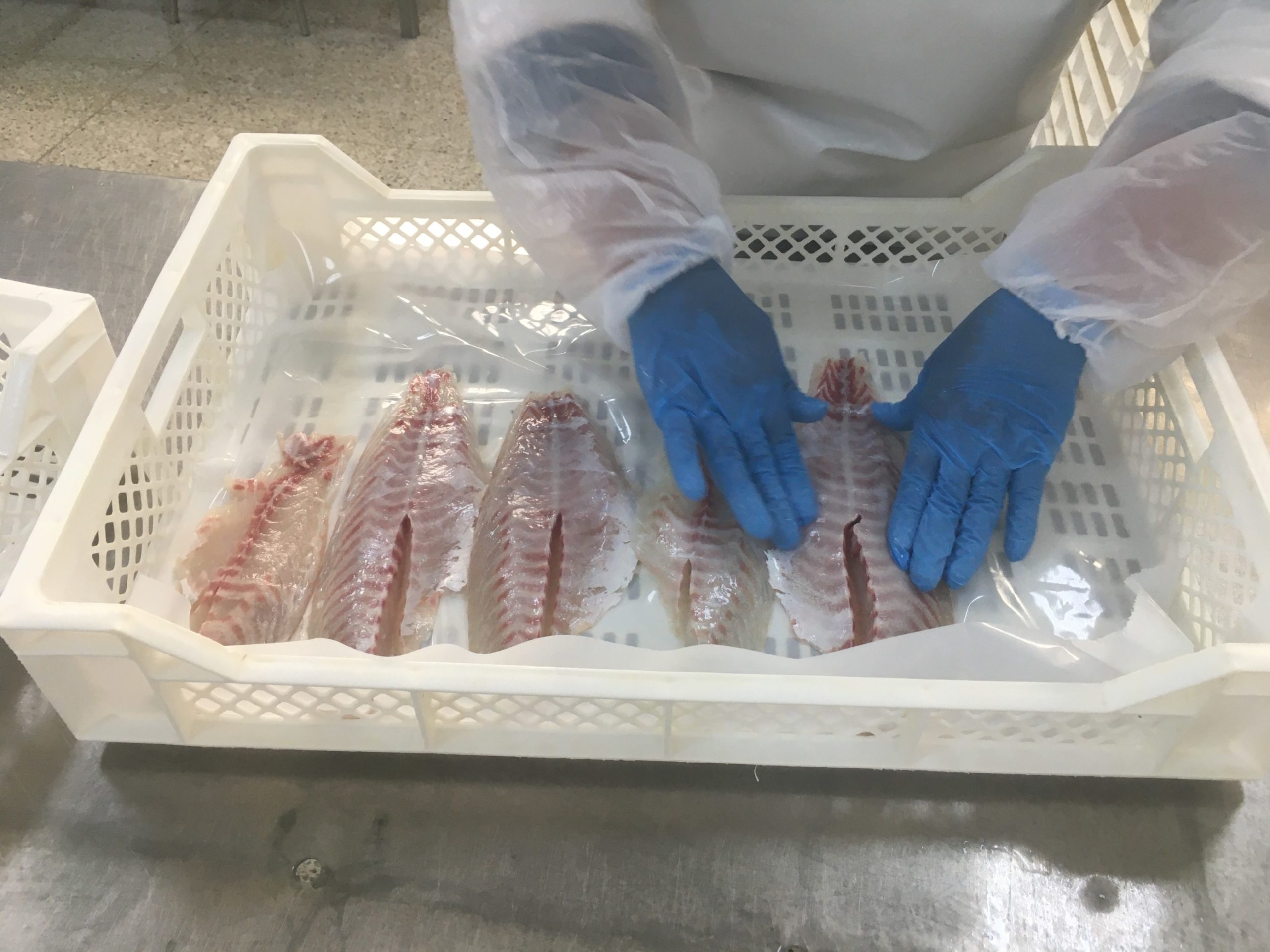 Sea Bass Program begins 2020 with the commercialization of the first crop in recirculation systems