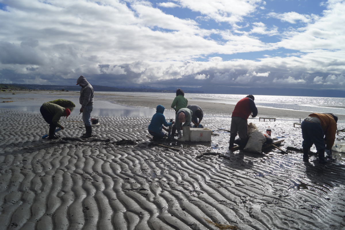 Navajas y almejas impulsan acuicultura de moluscos bivalvos