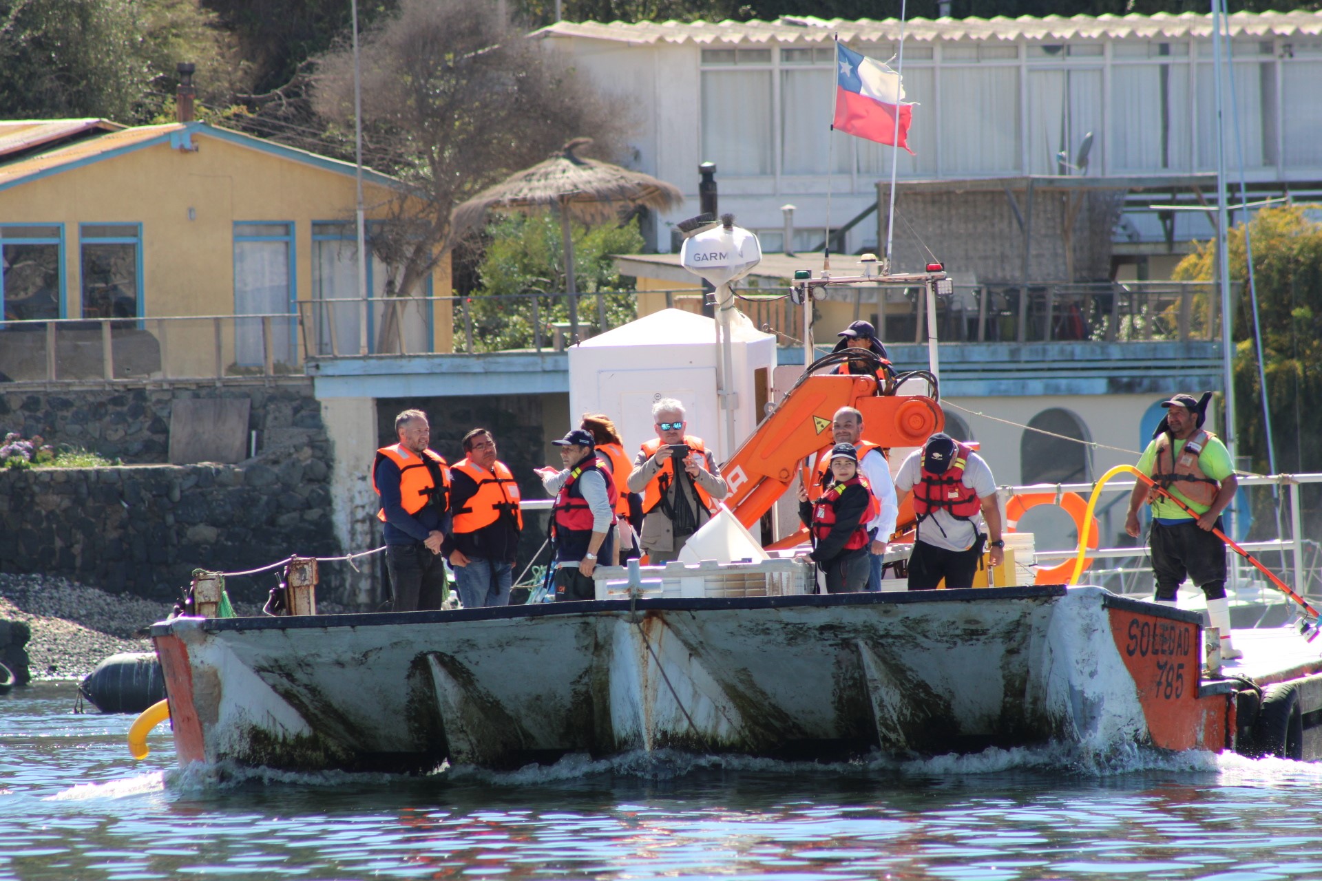 Liberan 45 mil juveniles de corvina en la bahía de Tongoy