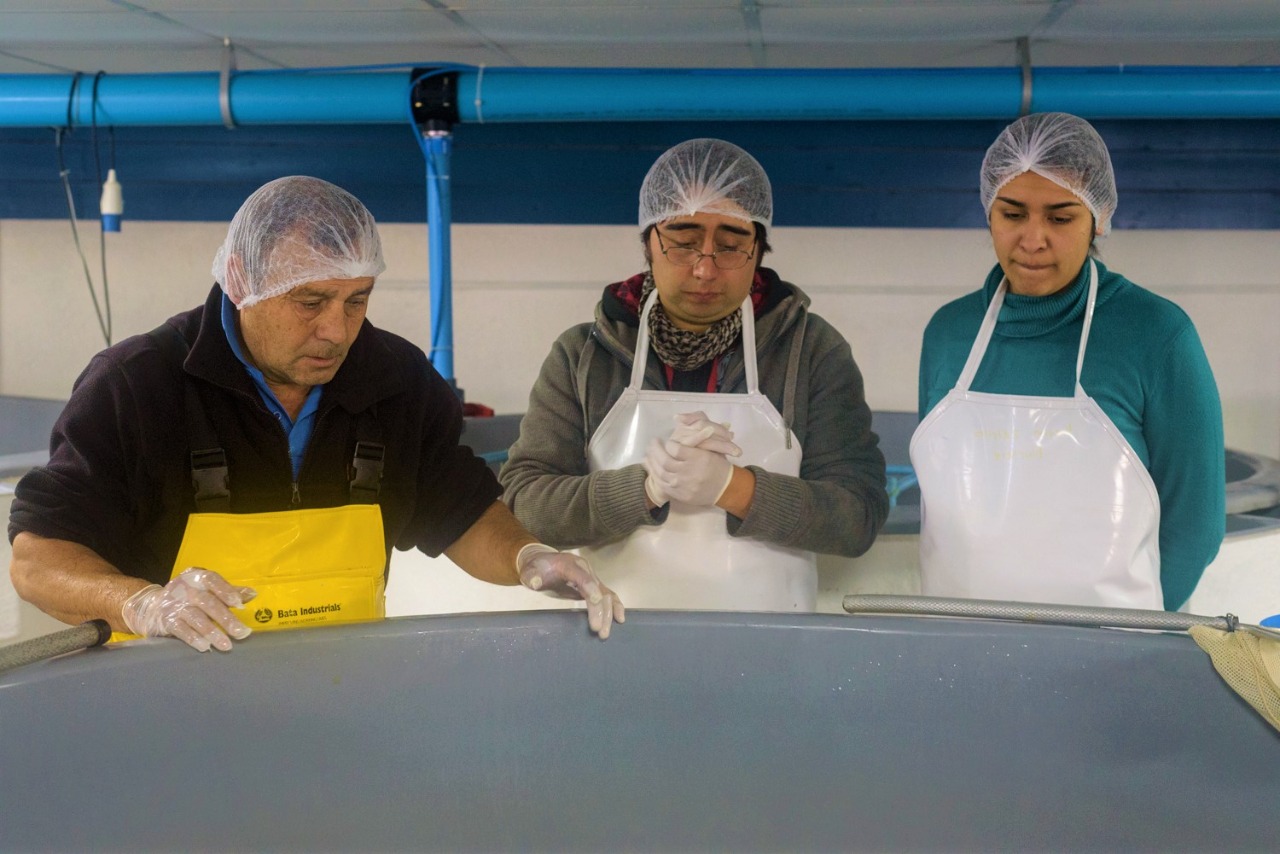 Desde Tongoy, la bioseguridad se transforma en servicio de exportación